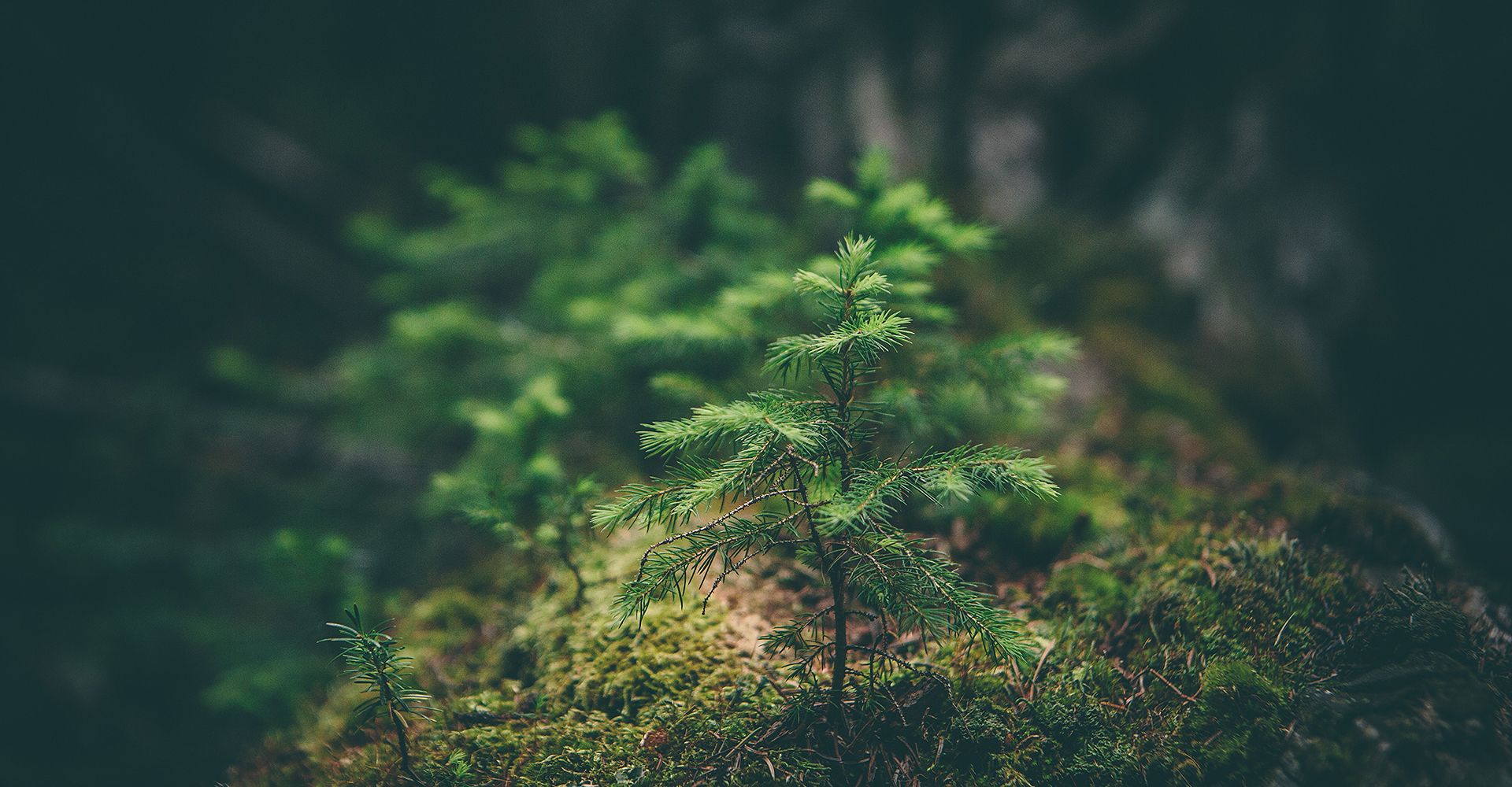 Eine kleine Tanne im Wald